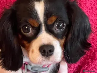 Cavalier King Charles Spaniel dogs Gorgeous Tri coloured Cavalier King Charles - Advert 2