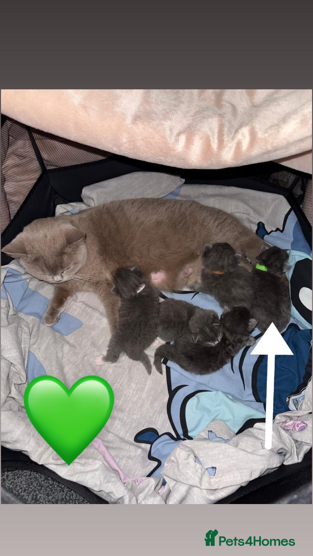 British Shorthair cats for sale: British Shorthair/Ragdoll - Advert 7