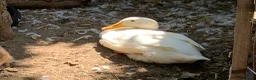 Ducks poultry for sale: Ducks for sale - £15 each - Advert 5