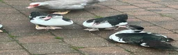 Ducks poultry for sale: Muscovy ducklings. - Advert 3