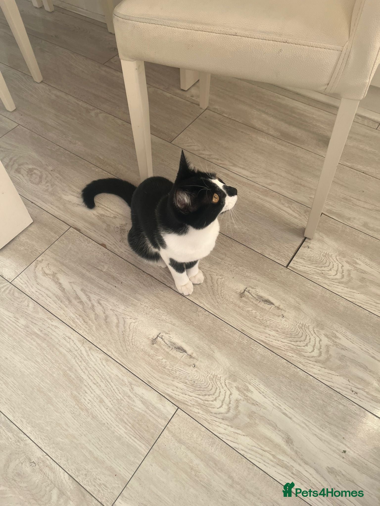 Mixed Breed cats Free female cat - Advert 1