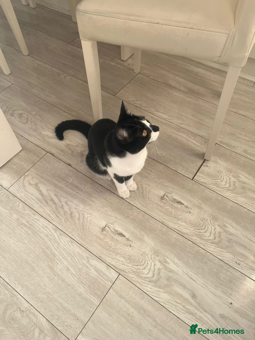 Mixed Breed cats for sale: female cat - Advert 1