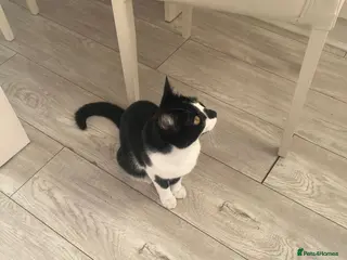 Mixed Breed cats Free female cat - Advert 3