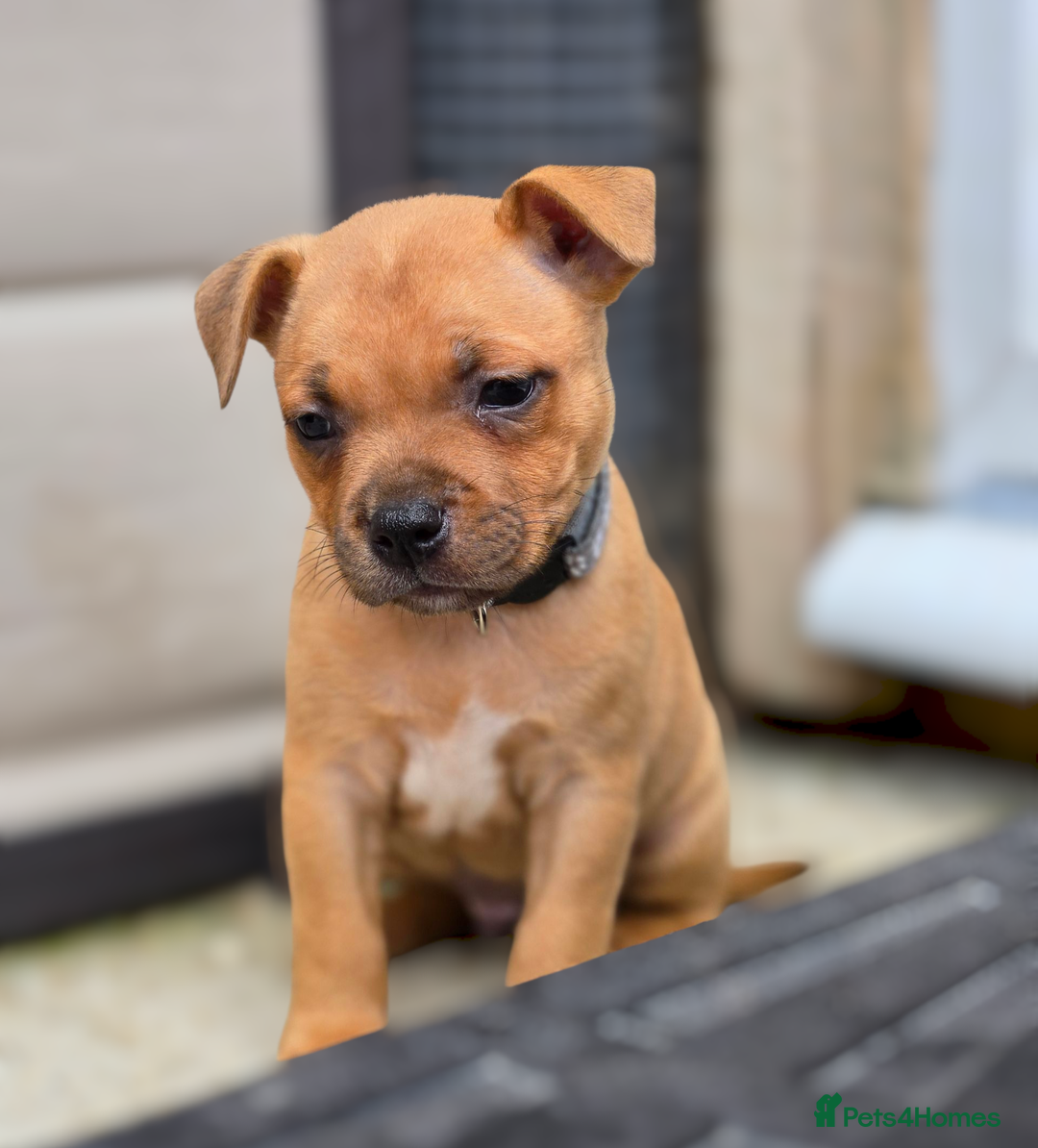 Staffordshire Bull Terrier dogs for sale: !READY NOW! KC Reg Quality Red Staffy Puppies  - Image 20