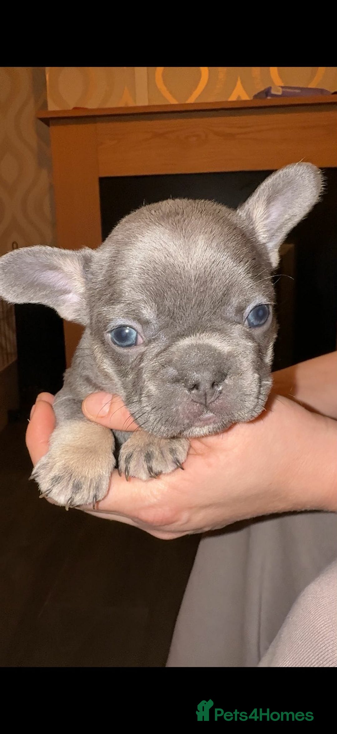 French Bulldog dogs for sale: French bulldog puppies - Advert 4