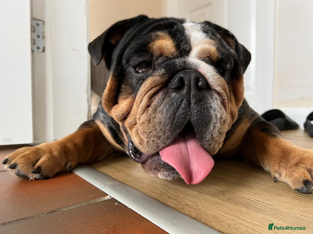 English Bulldog dogs for stud: 👑KING-KOJO👑 - Image 1