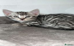 Mixed Breed cats for sale: 4 stunning kittens left  - Image 4
