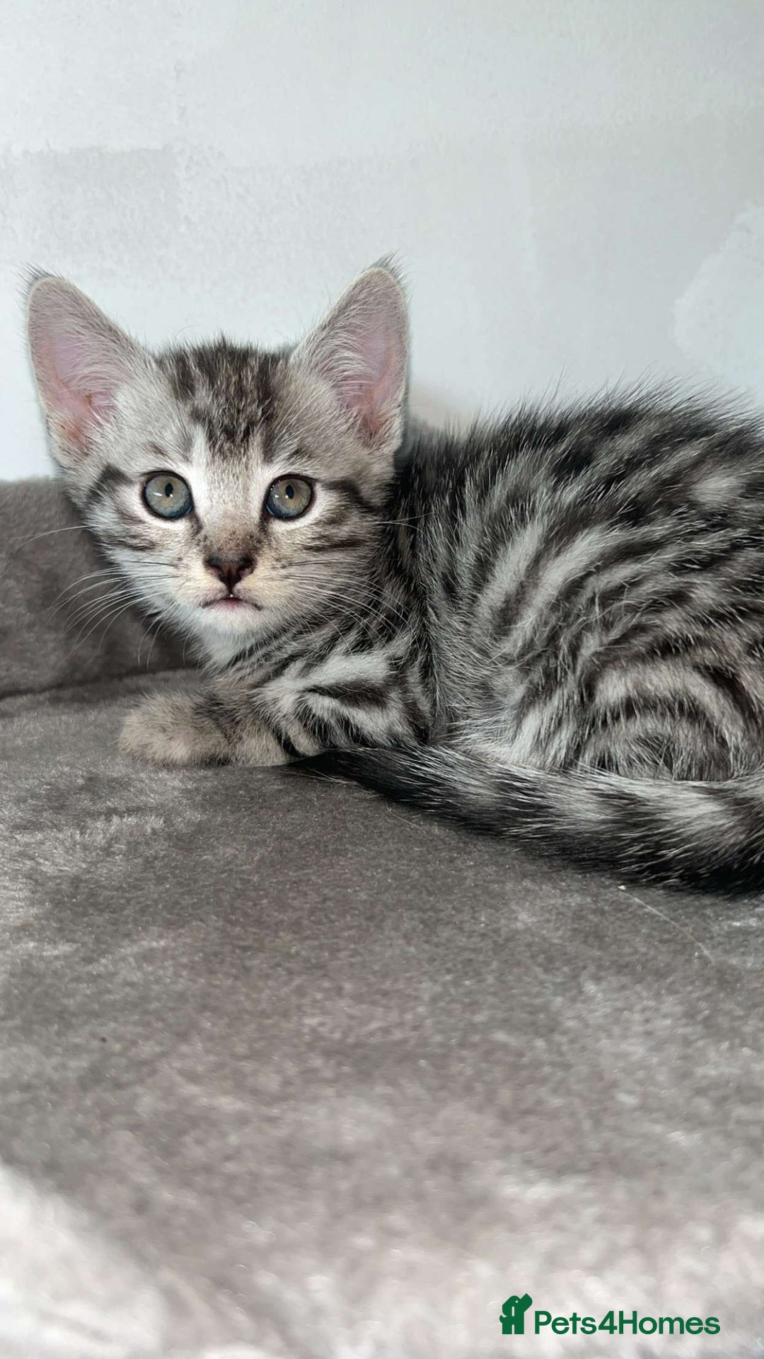 Mixed Breed cats for sale: 4 stunning kittens left  - Image 4