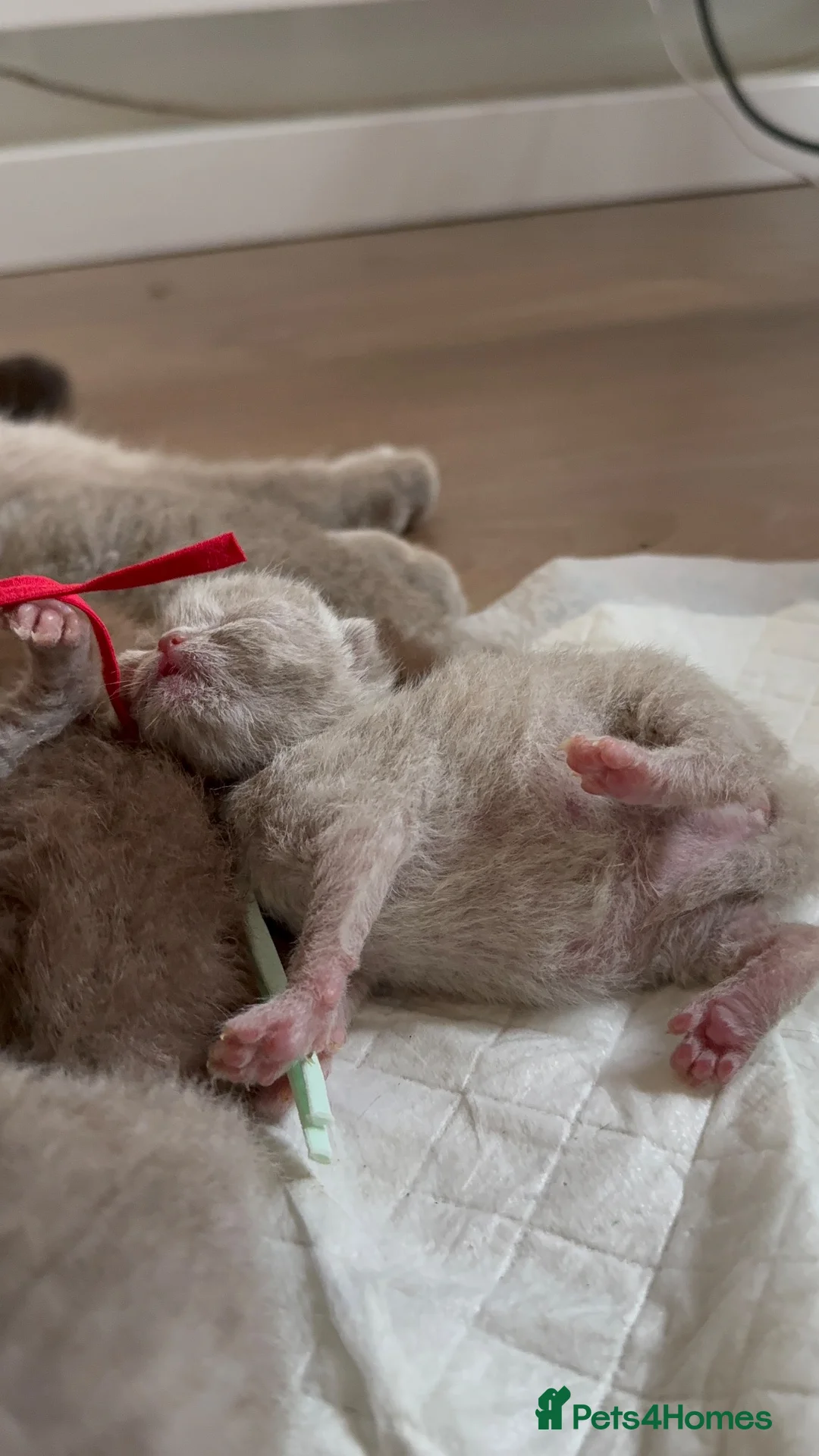 British Shorthair cats for sale: 100% Champion BSH kittens Rare colours  - Advert 2
