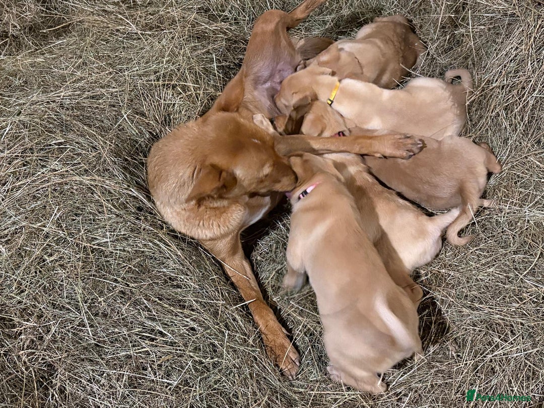 Australian Kelpie dogs for sale: Australian Kelpie  - Advert 5