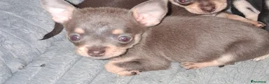 Pomchi 6