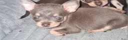 Pomchi dogs for sale:  10 Pomchi pups, various colours - Advert 18