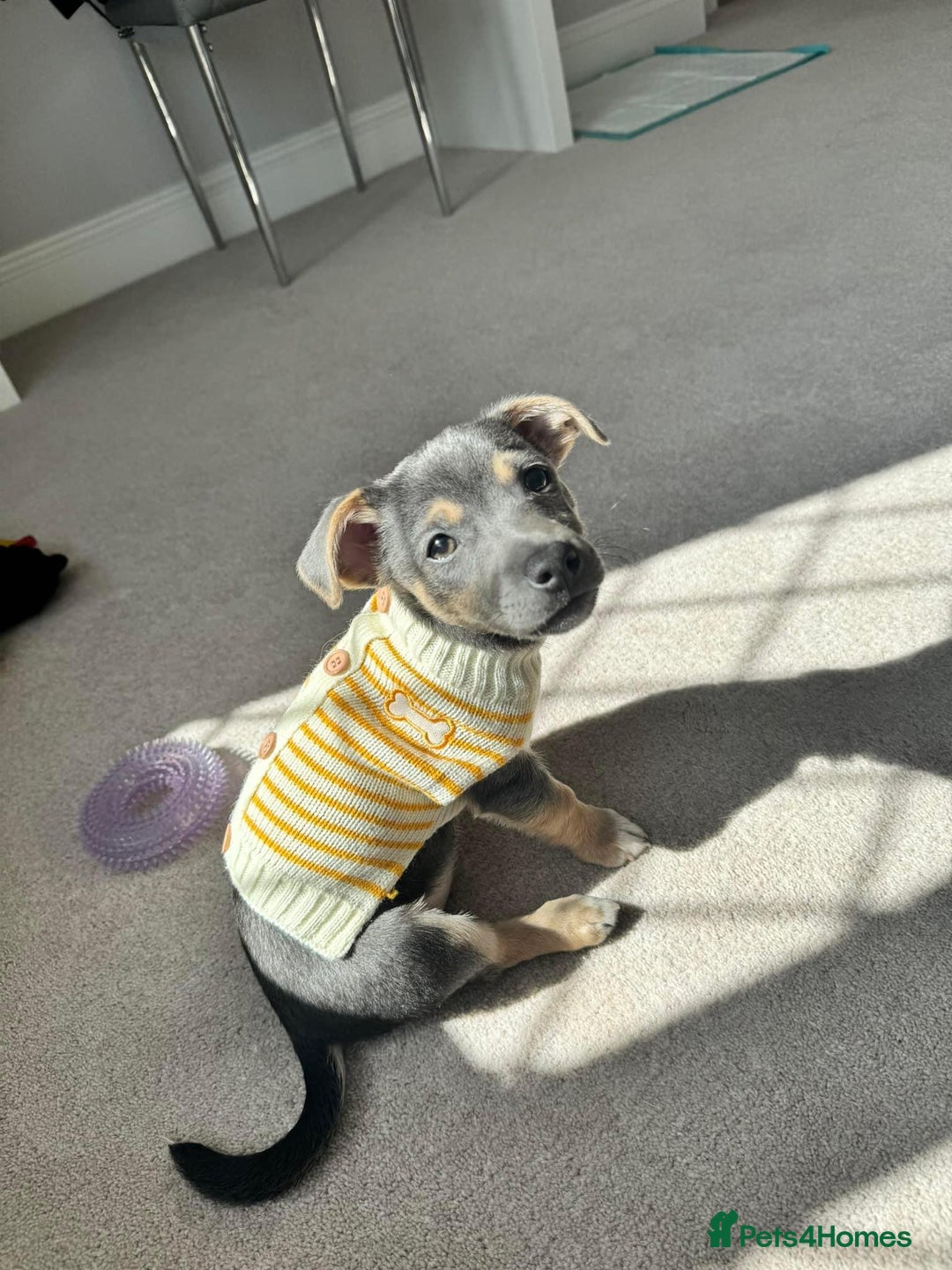 Jack Russell dogs for sale: DONJACKS PUPPIES ON THE WAY!! - Advert 15