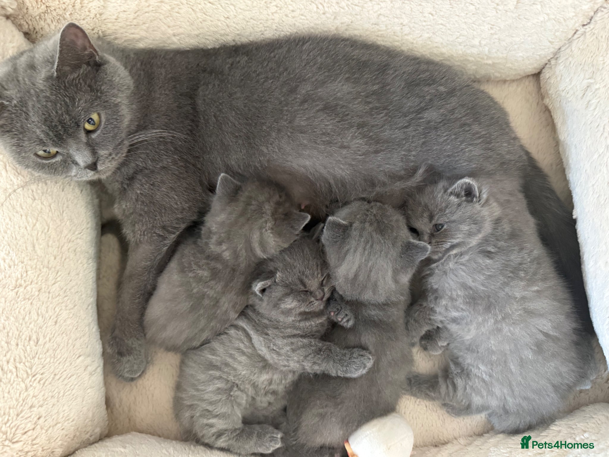 British Shorthair cats Pure Pedigree Blue BSH Kittens GCCF  - Advert 2