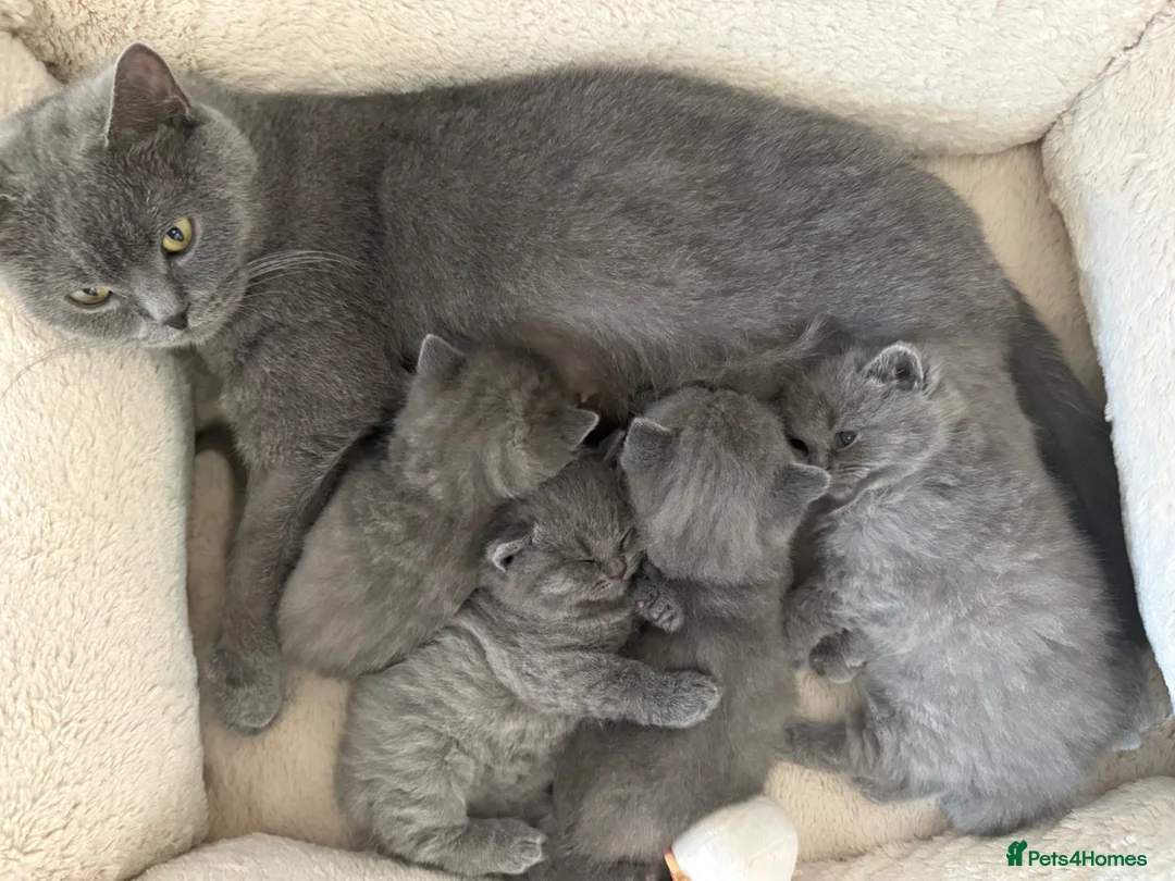 British Shorthair cats for sale: Pure Pedigree Blue BSH Kittens GCCF  - Advert 2