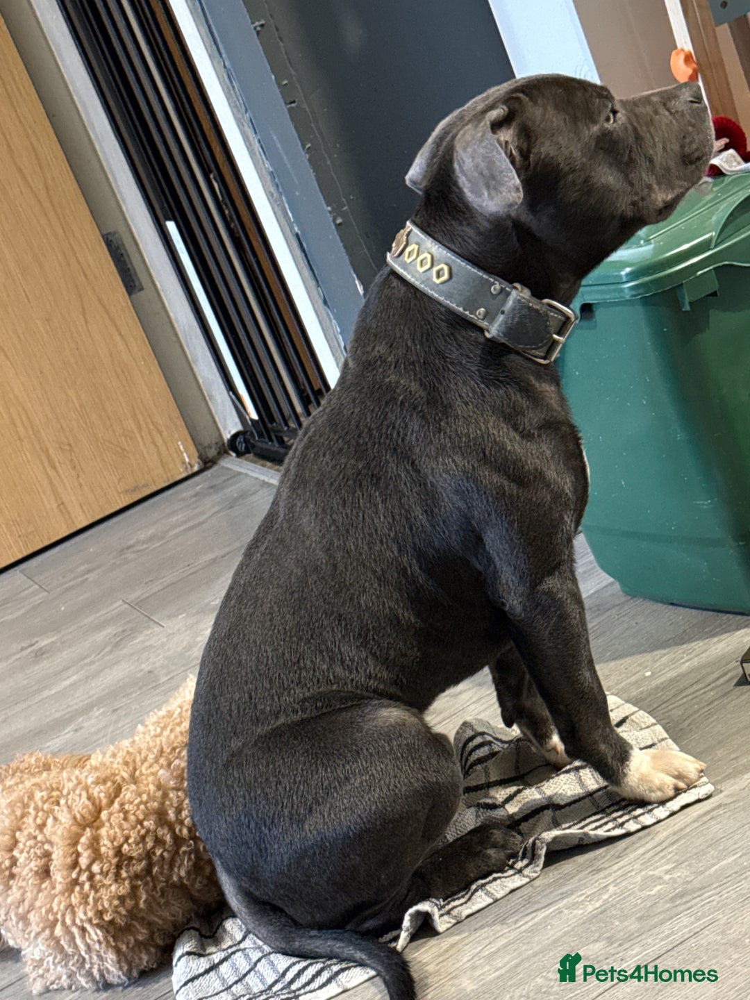 Staffordshire Bull Terrier dogs for sale: Kovu staffy - Advert 2