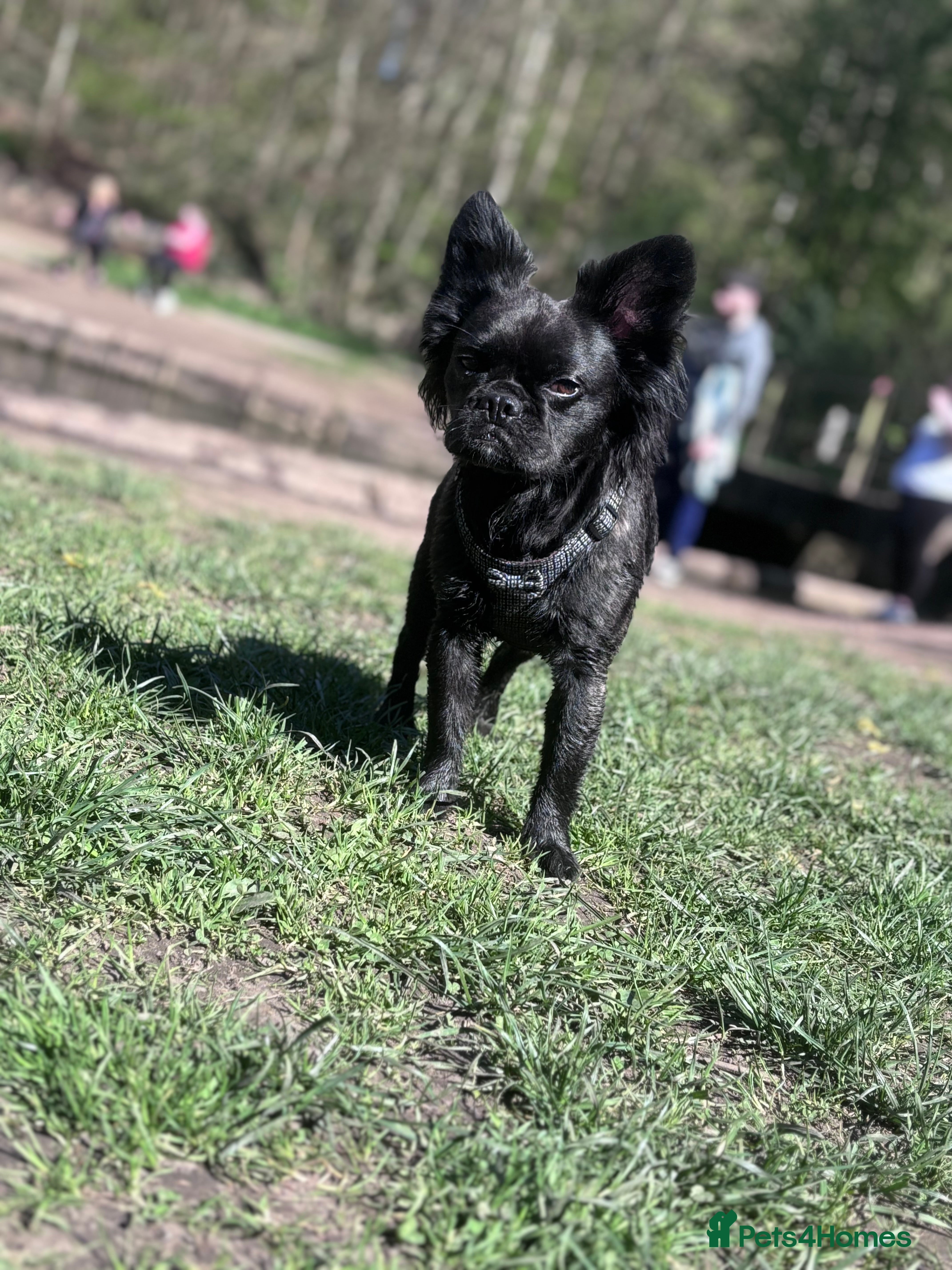 Frug dogs Frenchie cross pug  - Advert 2