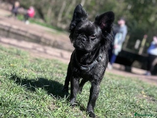 Frug dogs Frenchie cross pug - Advert 2