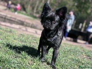 Frug dogs Frenchie cross pug - Advert 1