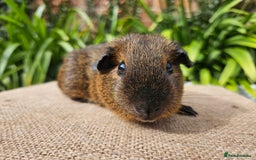 Guinea Pig rodents for sale: Bonded baby/young male californian guinea pigs - Image 3