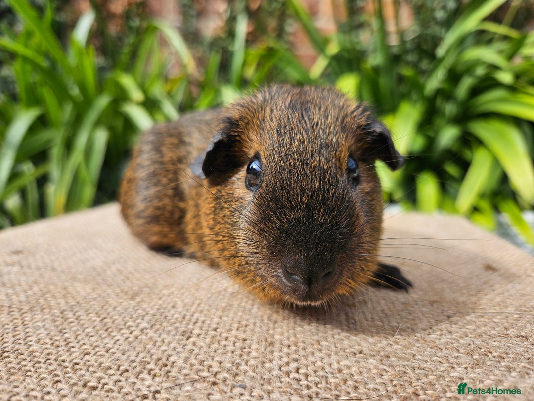 Guinea Pig rodents for sale: Bonded baby/young male californian guinea pigs - Image 3