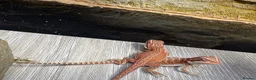Bearded Dragon reptiles for sale: Very friendly dragons - Advert 4