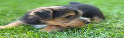 Mixed Breed dogs for sale: Stunning NORFOLK TERRIER X JACK RUSSELL  in Chester - Advert 4