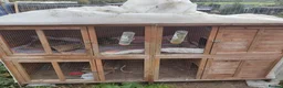 Guinea Pig rodents for sale: Sheltie and Texal boys - Advert 13