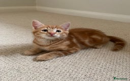 Mixed Breed cats for sale: Cute playful kittens  - Image 7