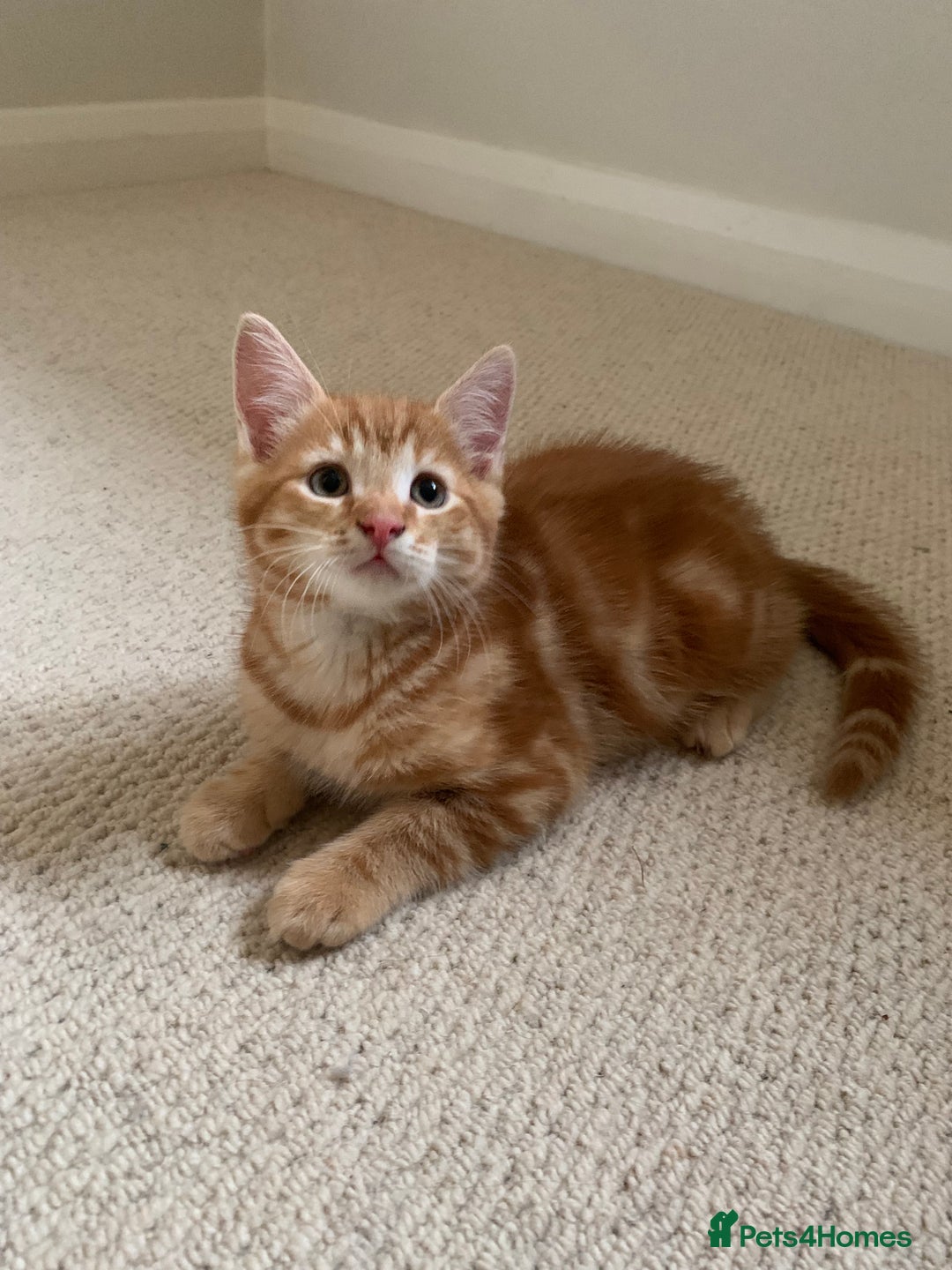Mixed Breed cats for sale: Cute playful kittens  - Image 7