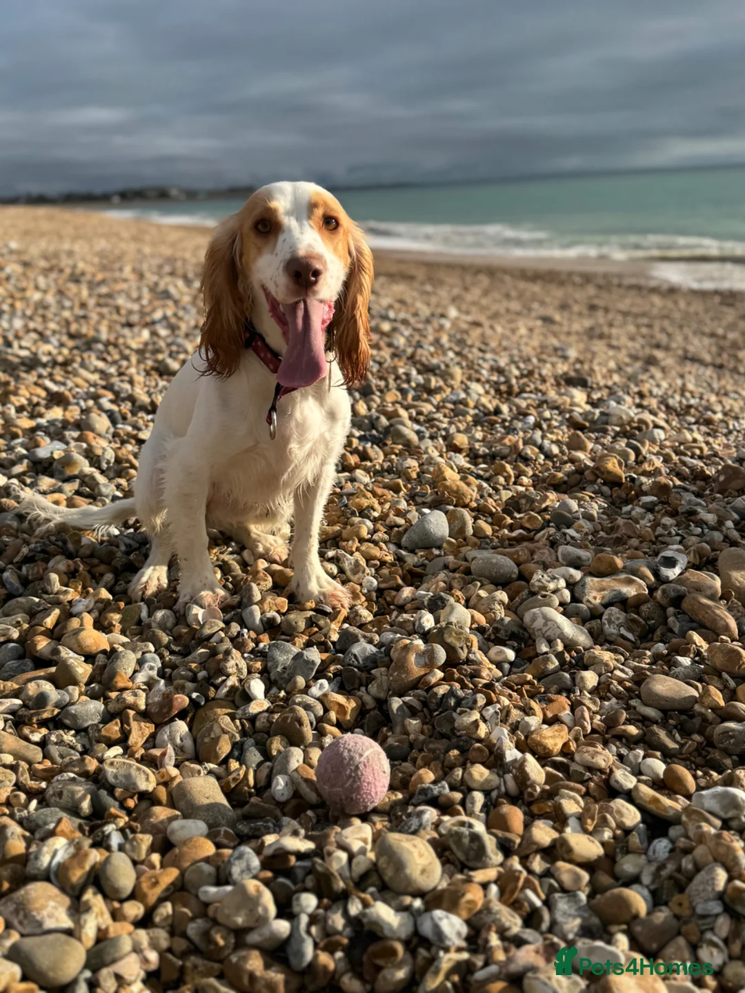 Cocker Spaniel dogs for sale: Rosie - 3 Year Old Cocker Spaniel.  - Advert 5