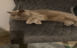 British Shorthair cats for stud: Bexivia BSH HUGO Lilac British Shorthair STUD ONLY in Luton - Image 6