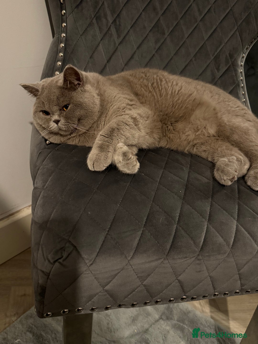 British Shorthair cats for stud: Bexivia BSH HUGO Lilac British Shorthair STUD ONLY in Luton - Image 6