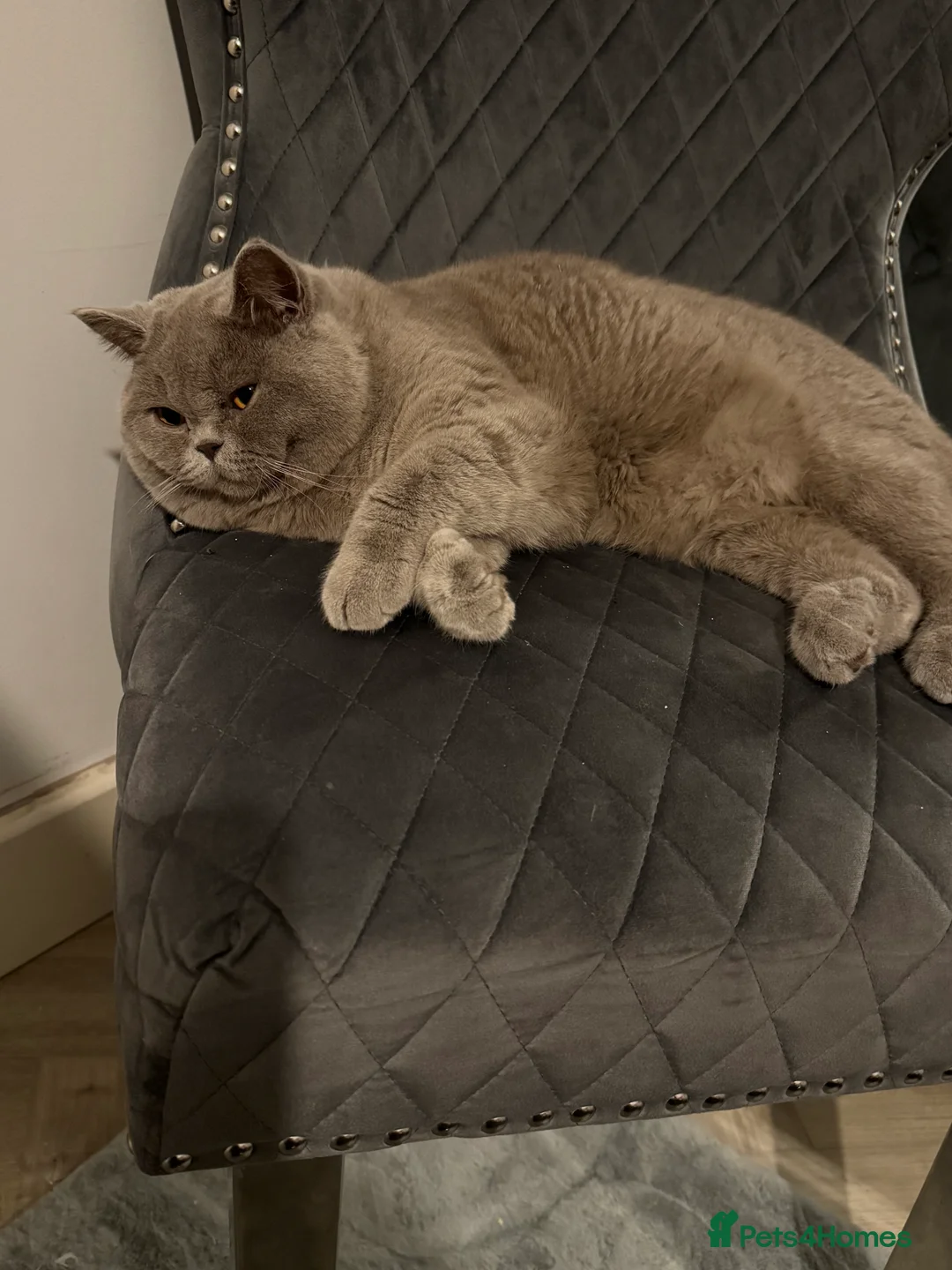 British Shorthair cats for stud: Bexivia BSH HUGO Lilac British Shorthair STUD ONLY in Luton - Advert 7