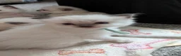 Ragdoll cats for sale: Pedigree dna tested ragdoll kittens - Advert 12