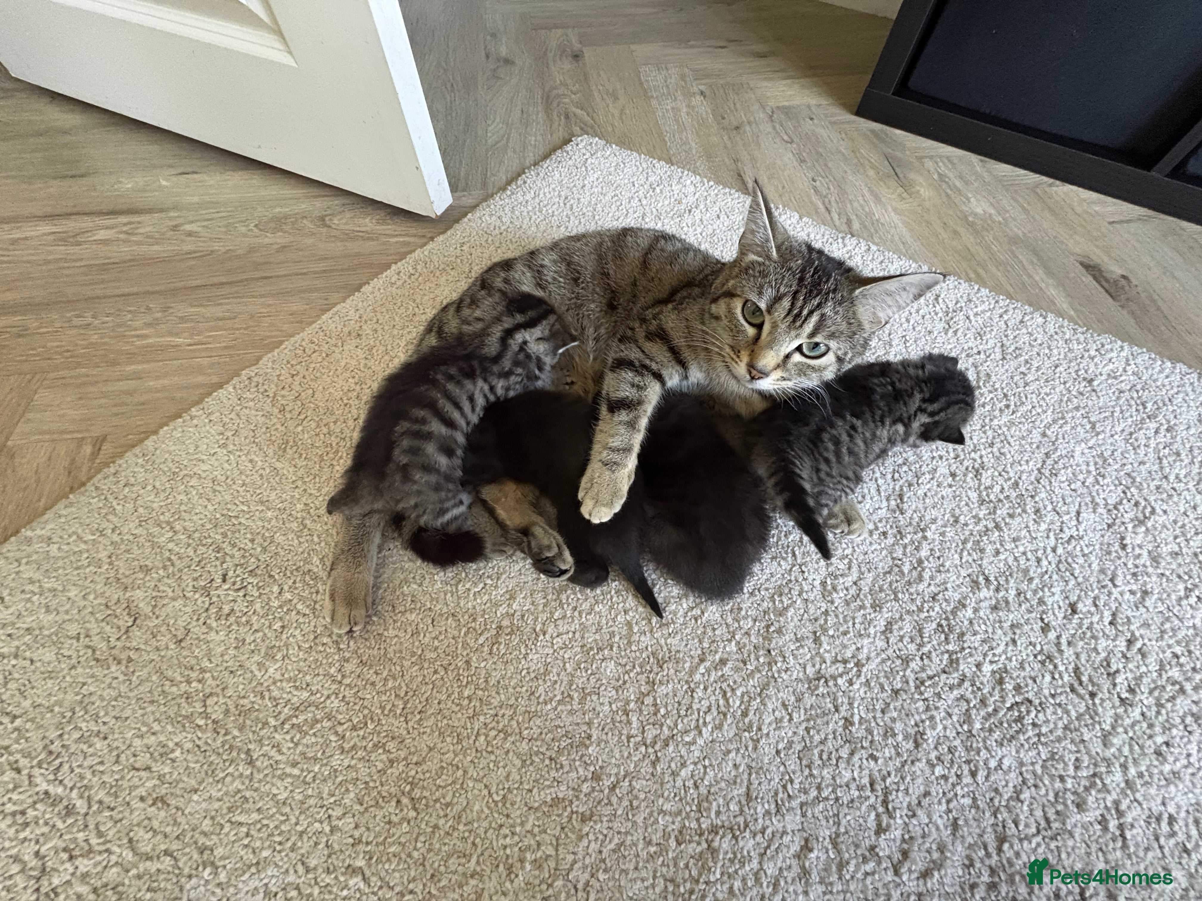 Mixed Breed cats Beautiful kittens  - Advert 4