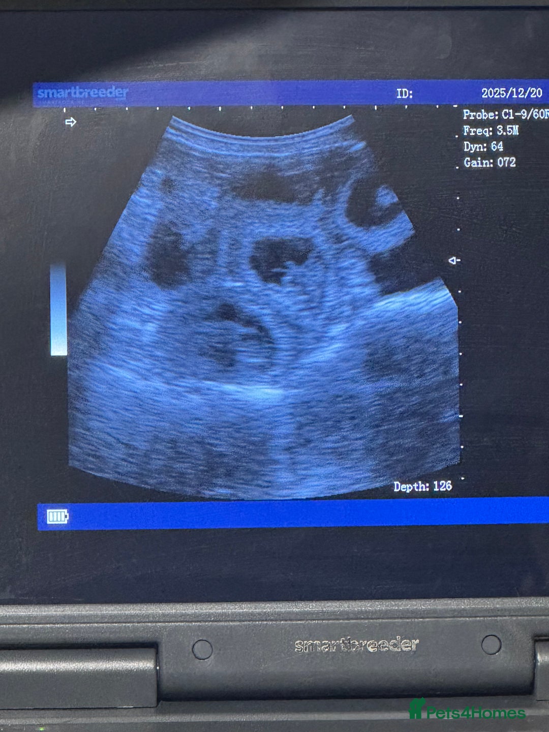 Dachshund dogs for sale: Dachshund Puppies – Waiting List Open 🐾 - Advert 3