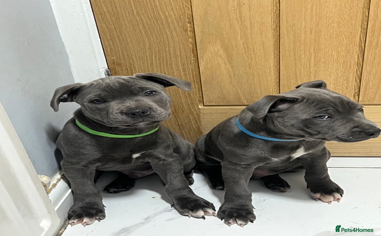 Staffordshire Bull Terrier dogs - Advert 1