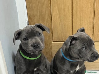 Staffordshire Bull Terrier dogs - Advert 2