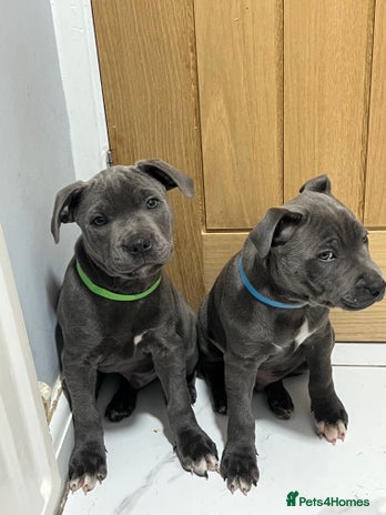 Staffordshire Bull Terrier dogs - Advert 1