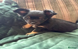 Chihuahua dogs for sale: Tiny Stunning Fluffy Chihuahua Puppy - Image 20