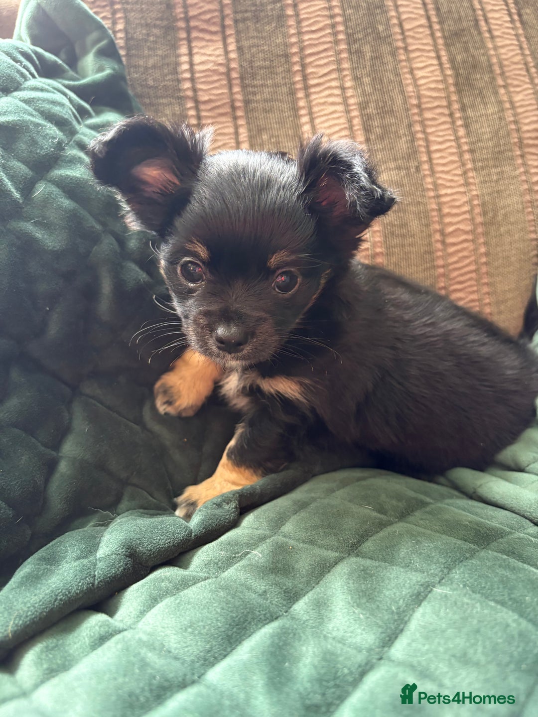 Chihuahua dogs for sale: Tiny Stunning Fluffy Chihuahua Puppy - Image 20