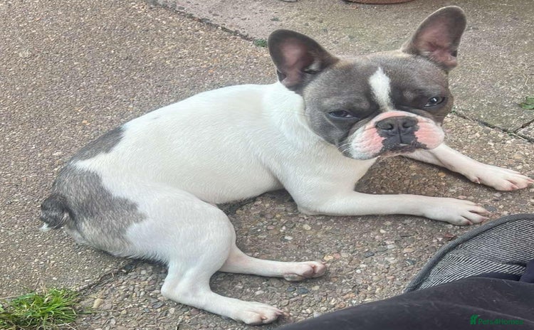 French Bulldog dogs - Advert 6