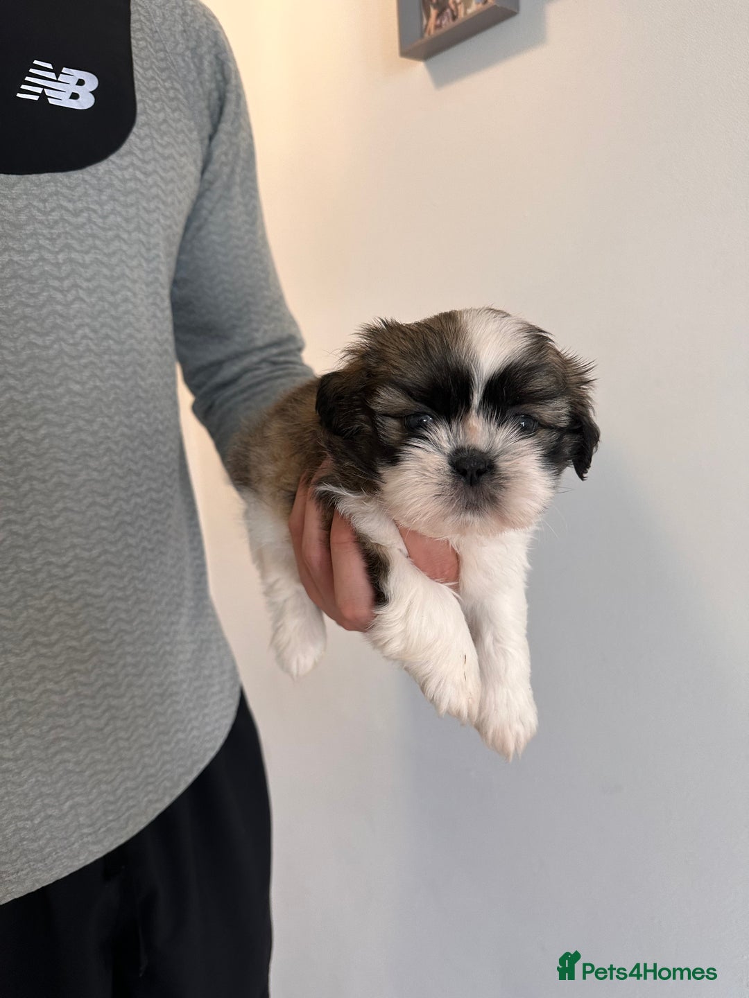 Shih Tzu dogs for sale: 2 Shih Tzu puppies ready for their forever home - Advert 15