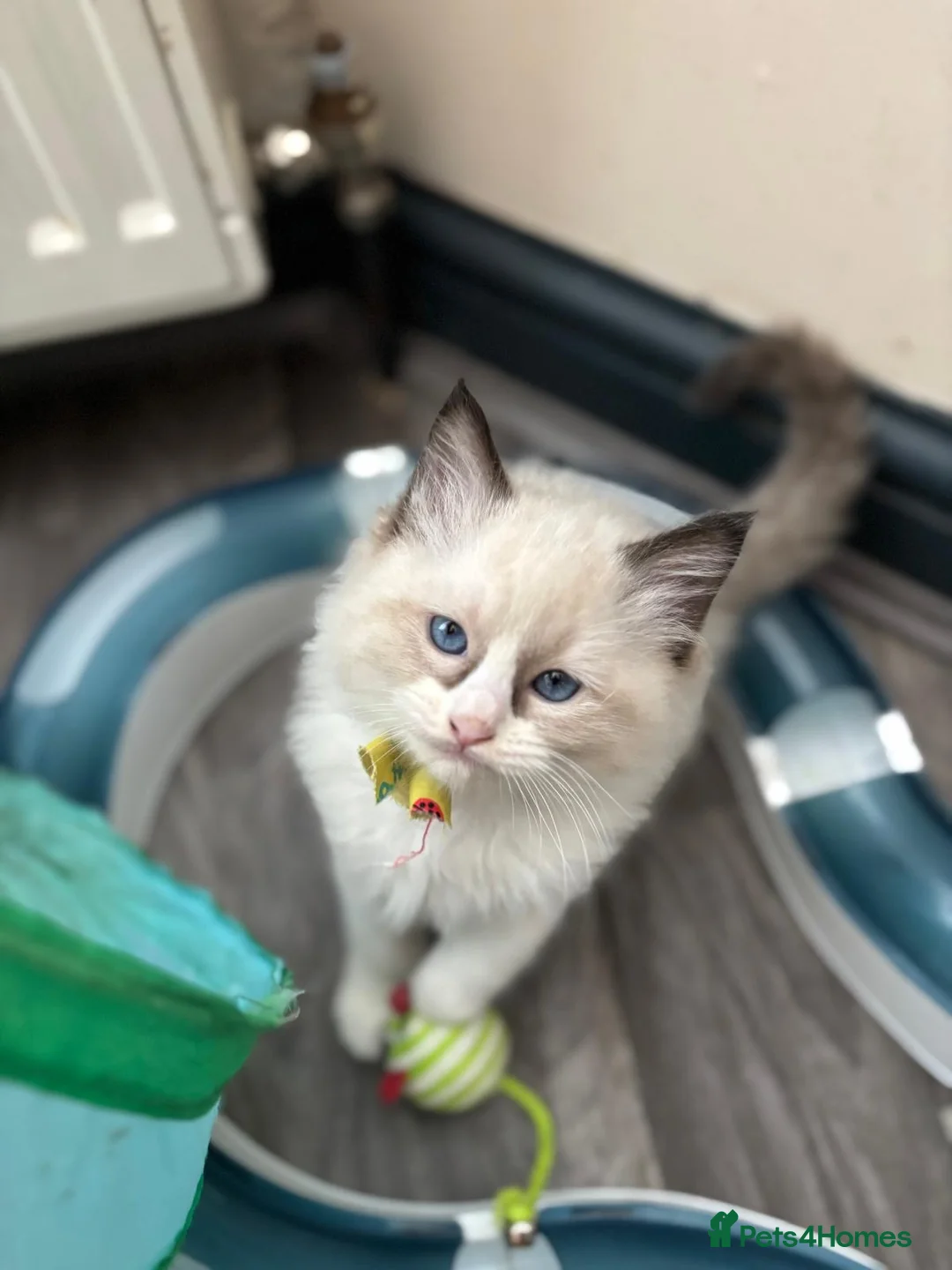 Ragdoll cats for sale: Beautiful Ragdoll kittens  - Advert 2