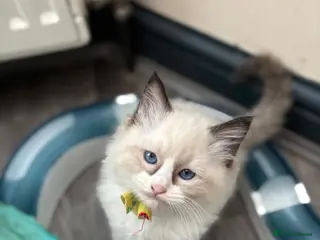 Ragdoll cats Beautiful Ragdoll kittens - Advert 4