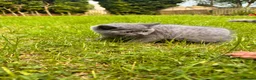 British Longhair cats for sale: British shorthair kitten  - Advert 10