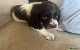 Sprocker dogs for sale: Lovely Sprocker pups - Image 6