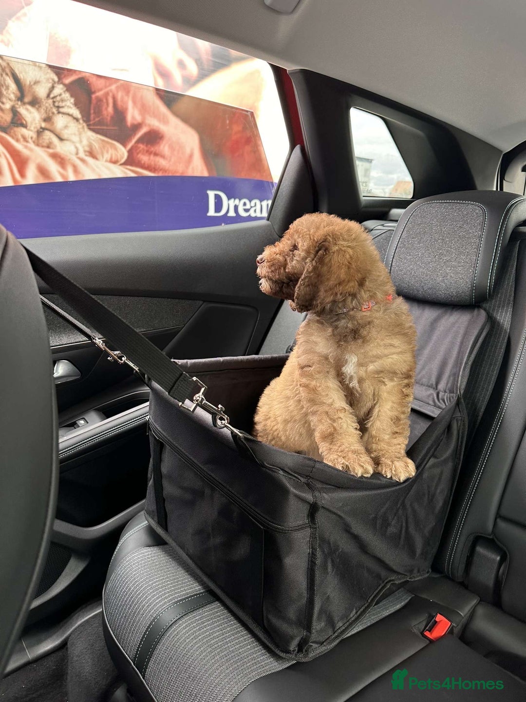 Cockapoo dogs for sale: Berdoodle 11 weeksold FULLY VACCINATED  - Image 6