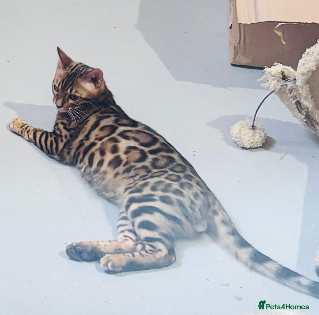 Bengal cats for sale: Brown rosetted male bengal kitten - Image 7